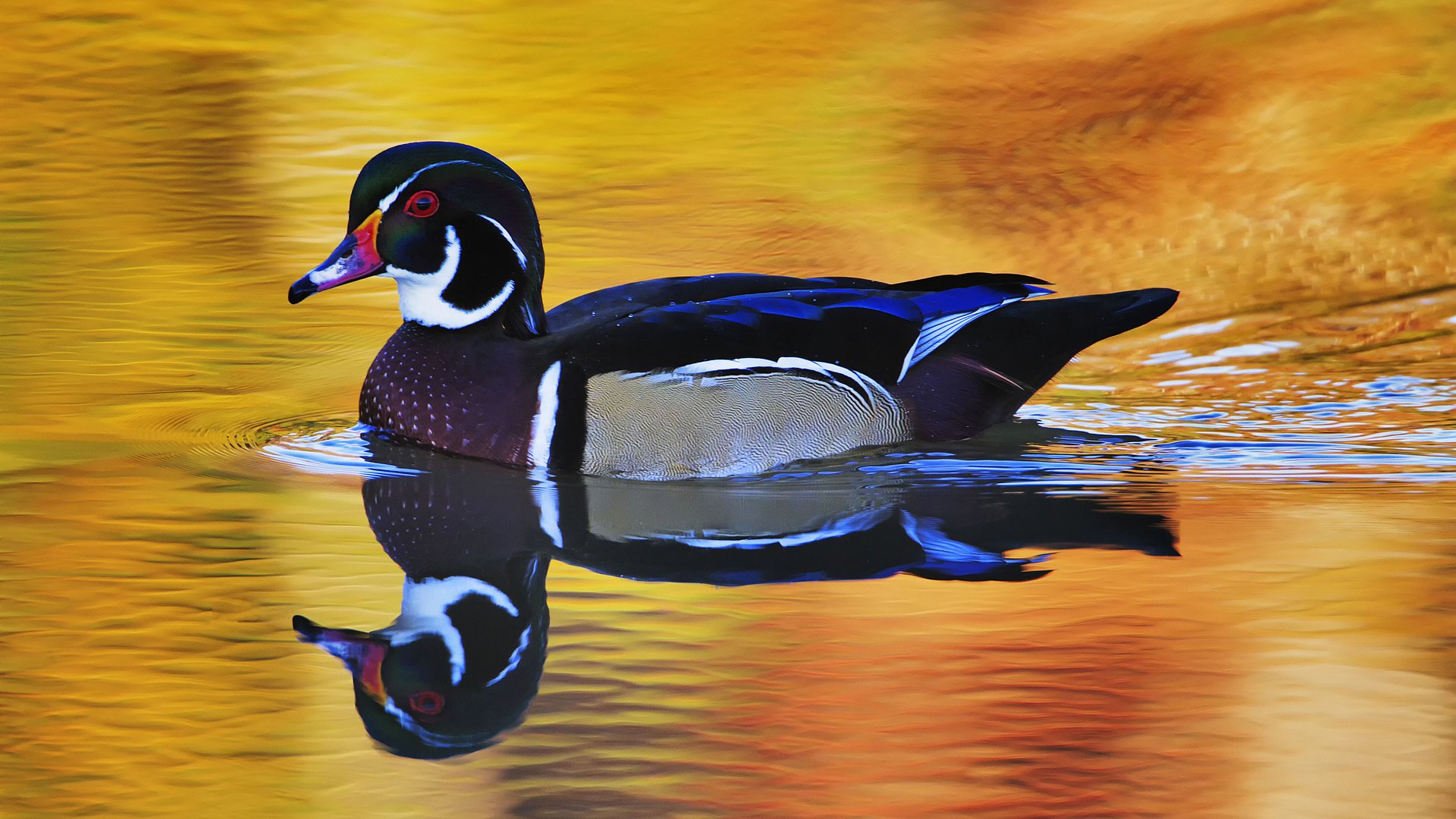 vogel ente erz schwimmt