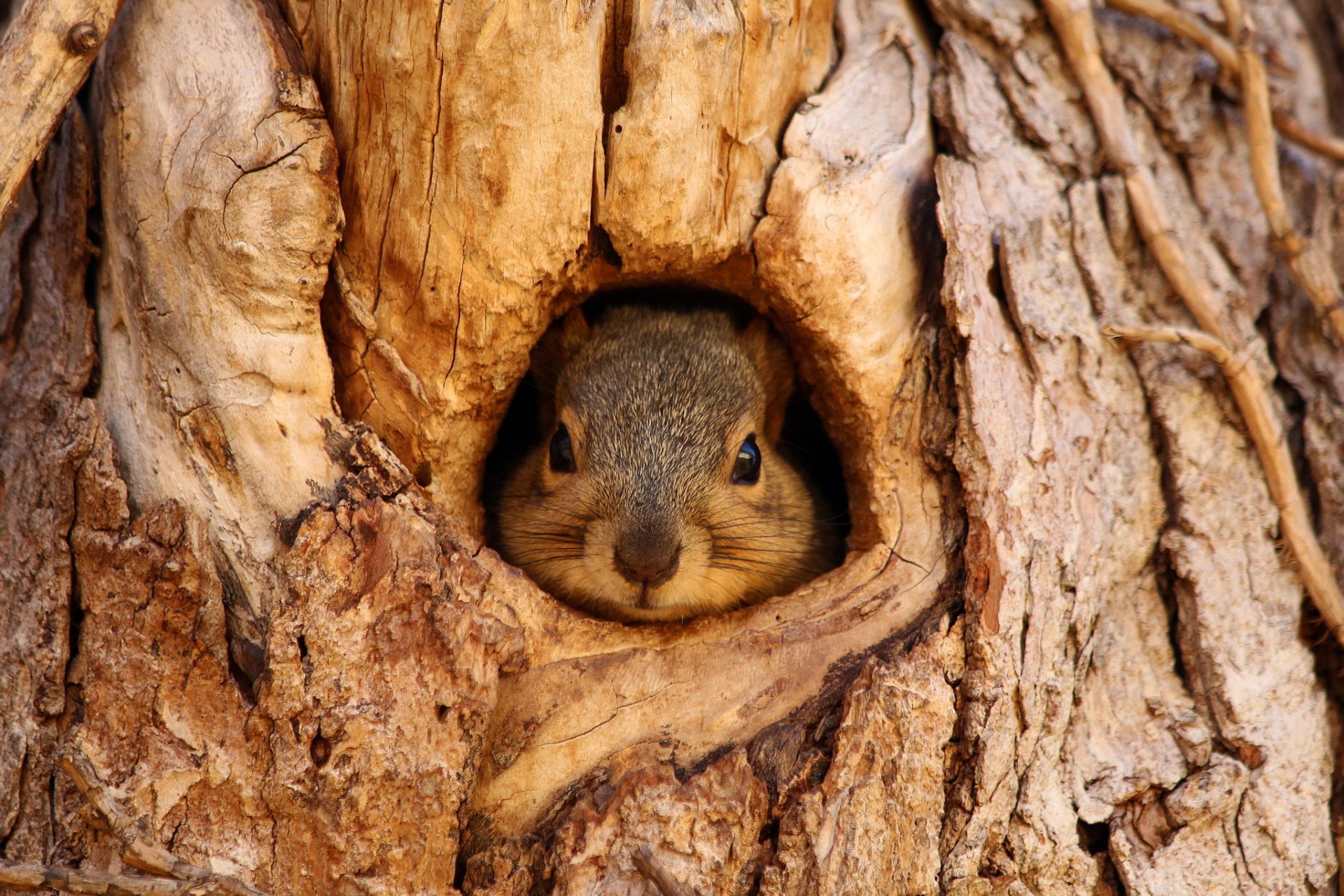 eichhörnchen maulkorb baum blick