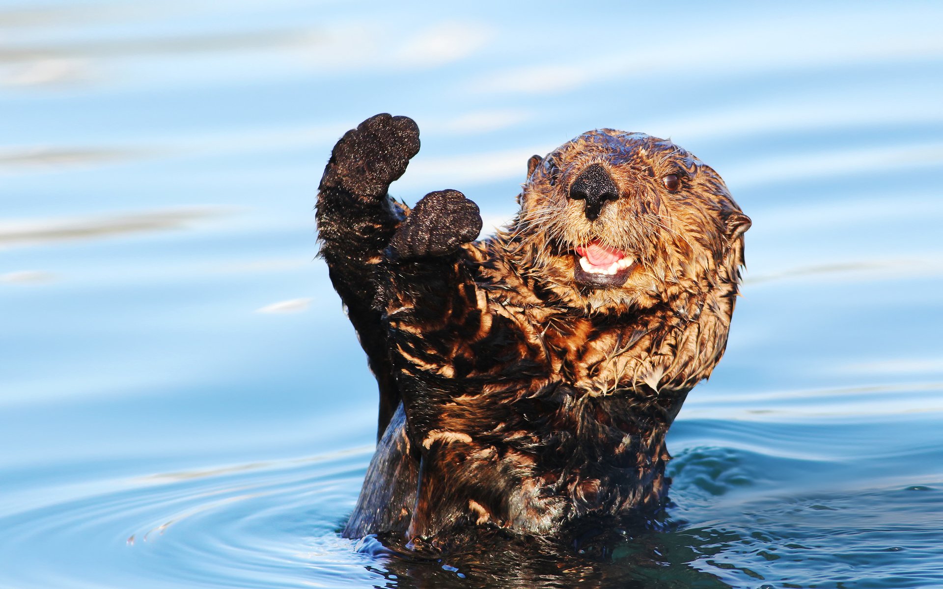 lontra bagnata zampe acqua