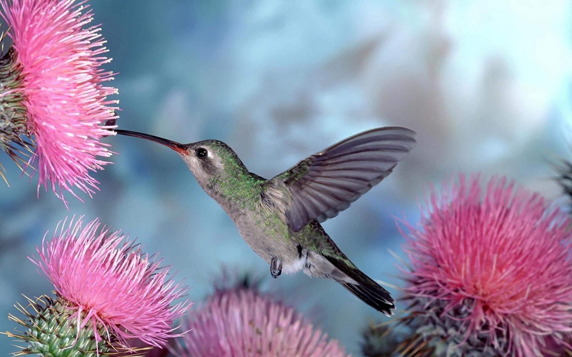 nature oiseaux birdie colibri fleurs fond bleu