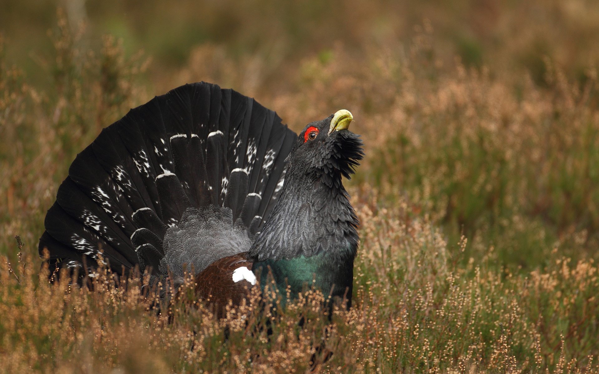 pájaro urogallo negro hierba