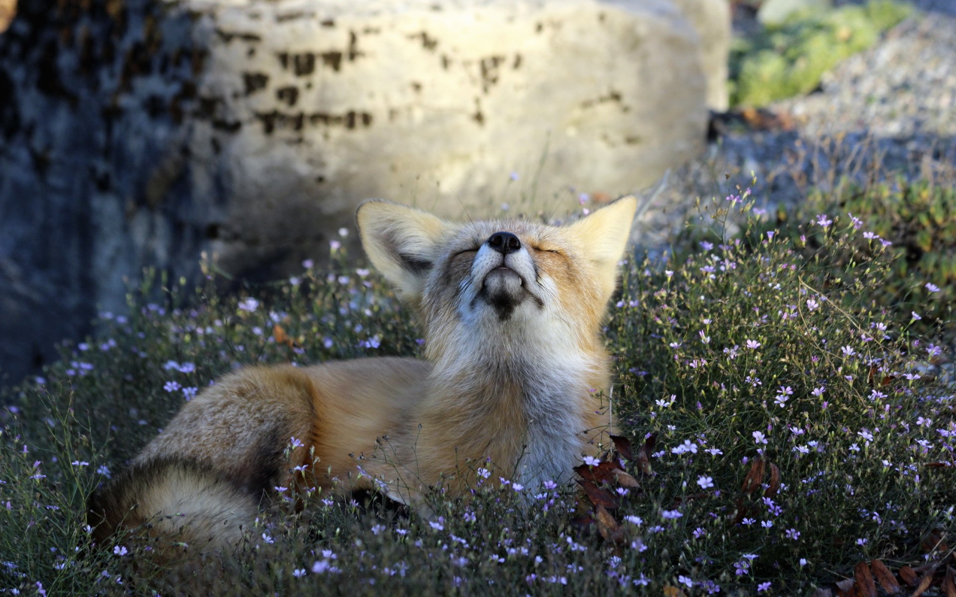 haltung natur fuchs