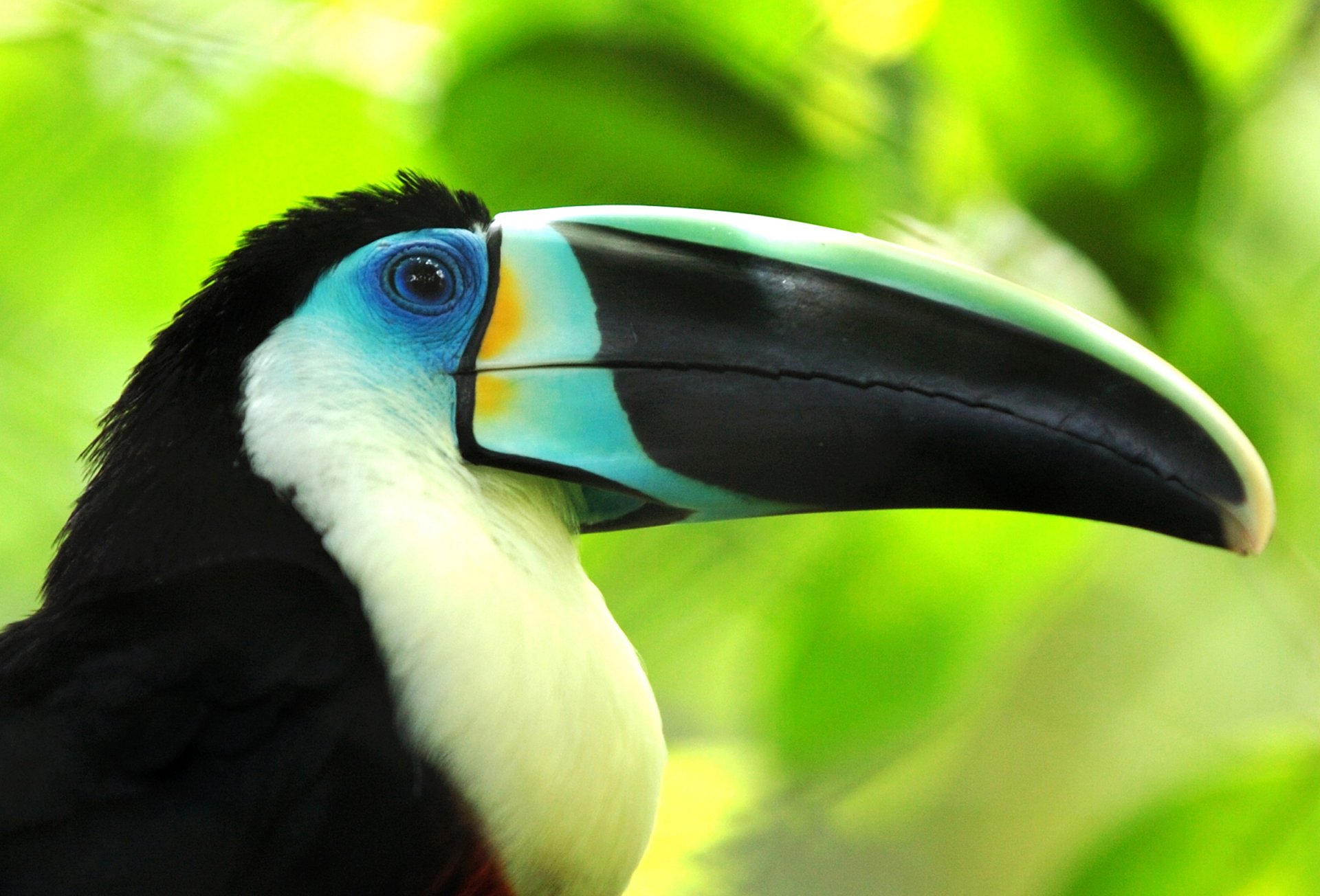 uccello tucano becco