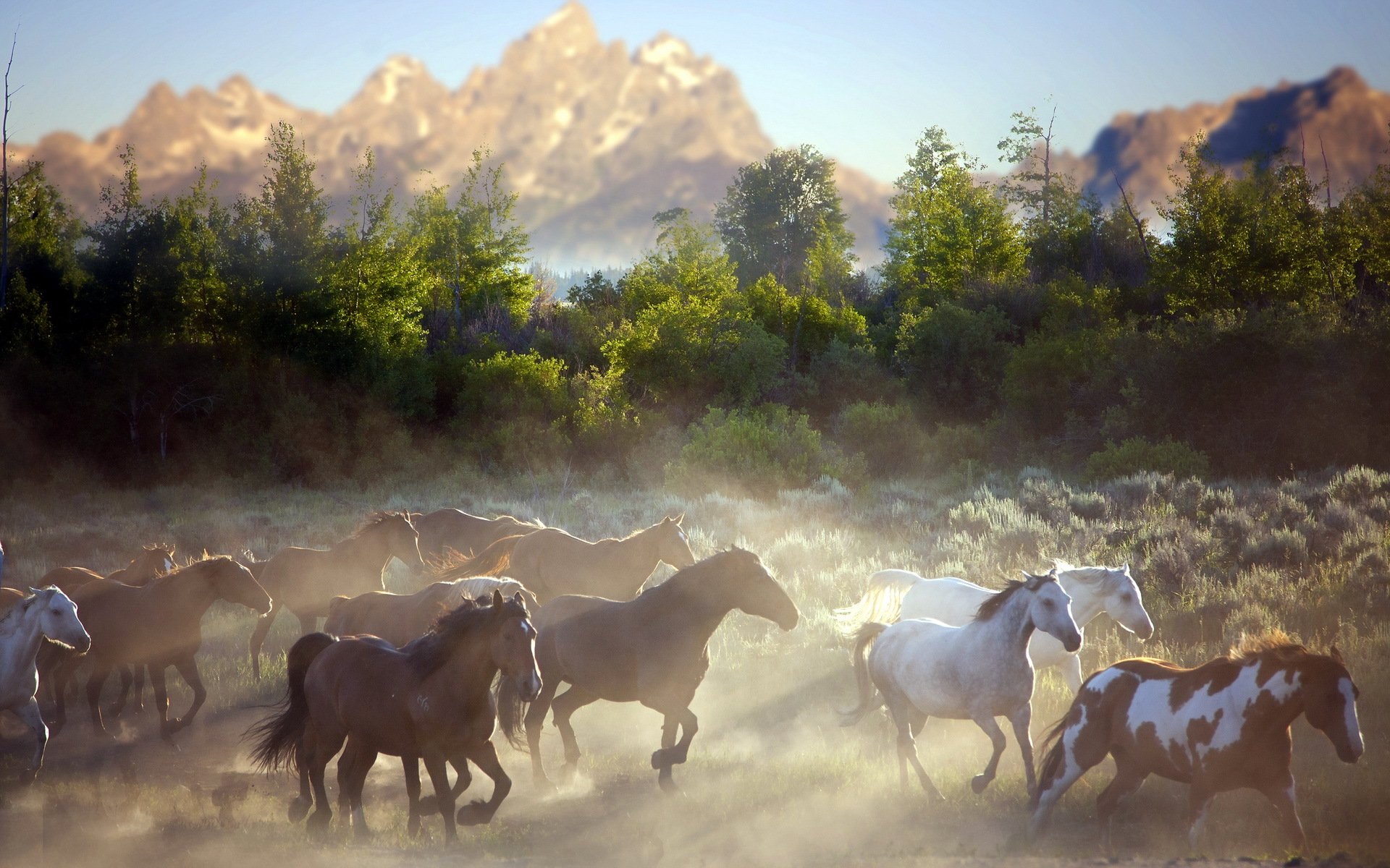 horses morning mountain dust nature