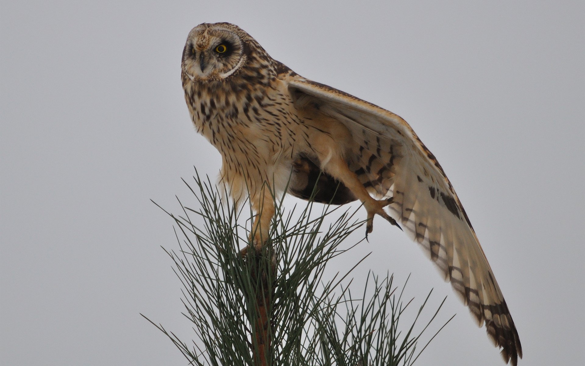 pájaro búho parte superior árbol agujas pino agujas ala sorber