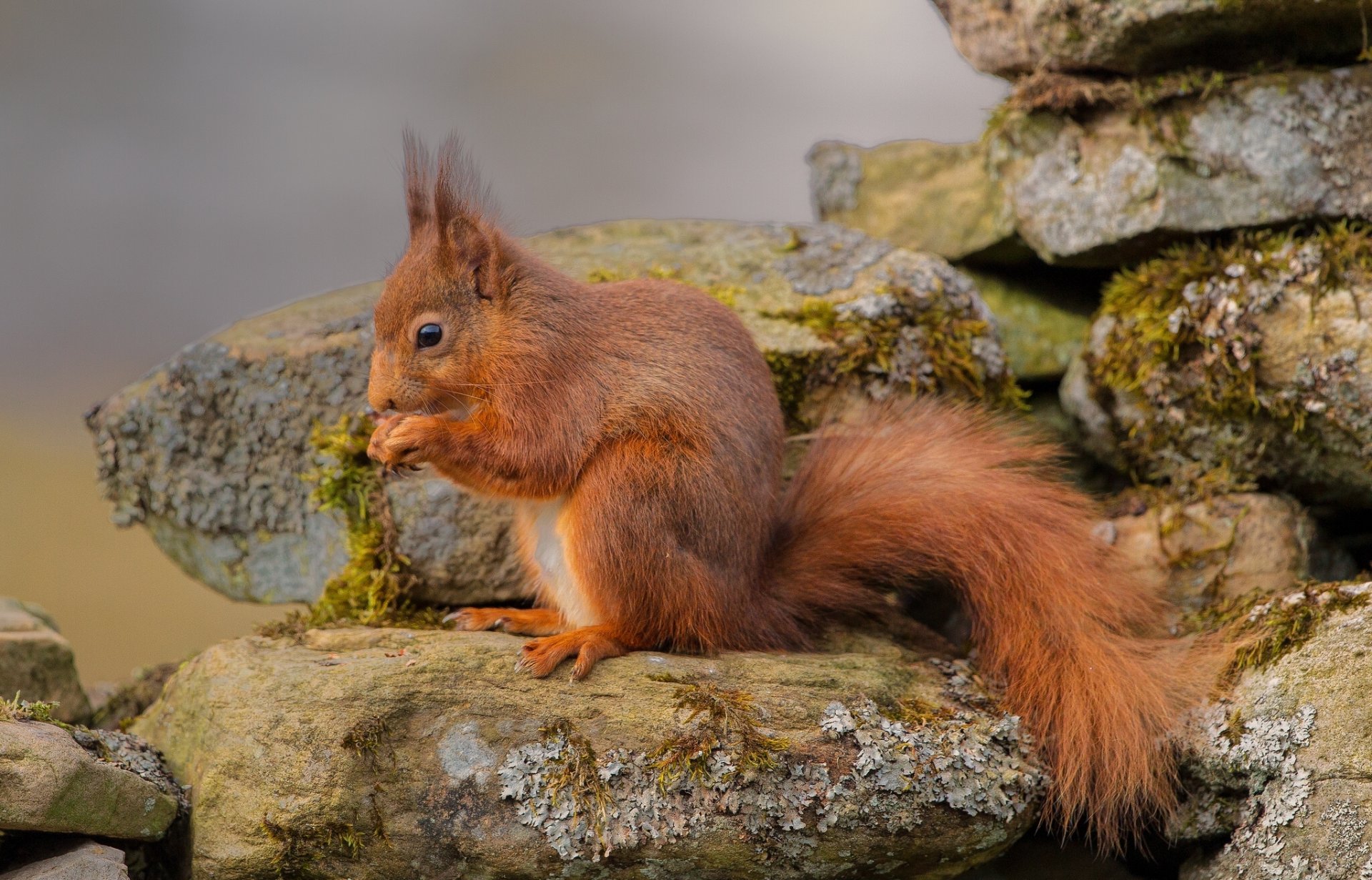 eichhörnchen steine rothaarige