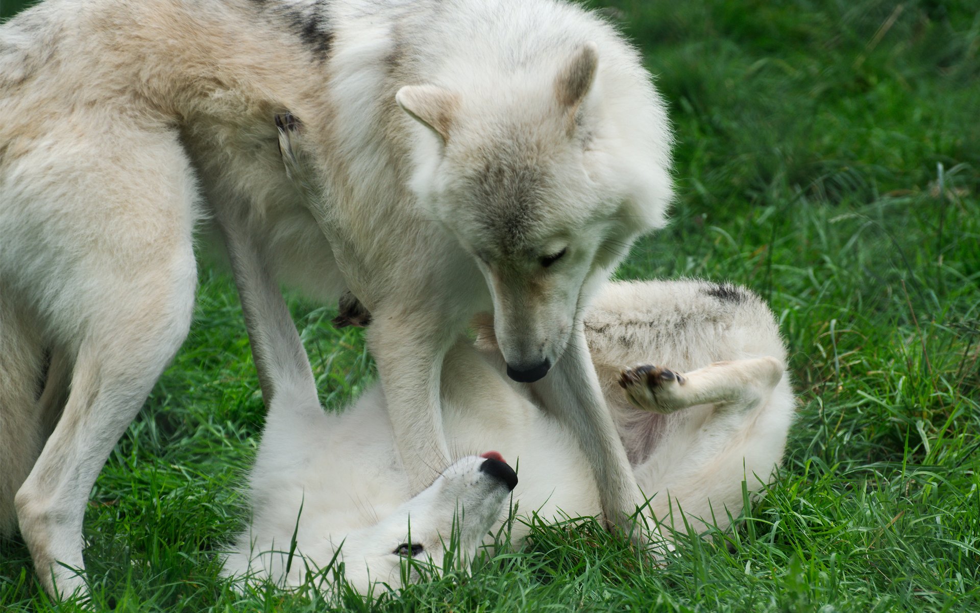 loups herbe jeu couple deux