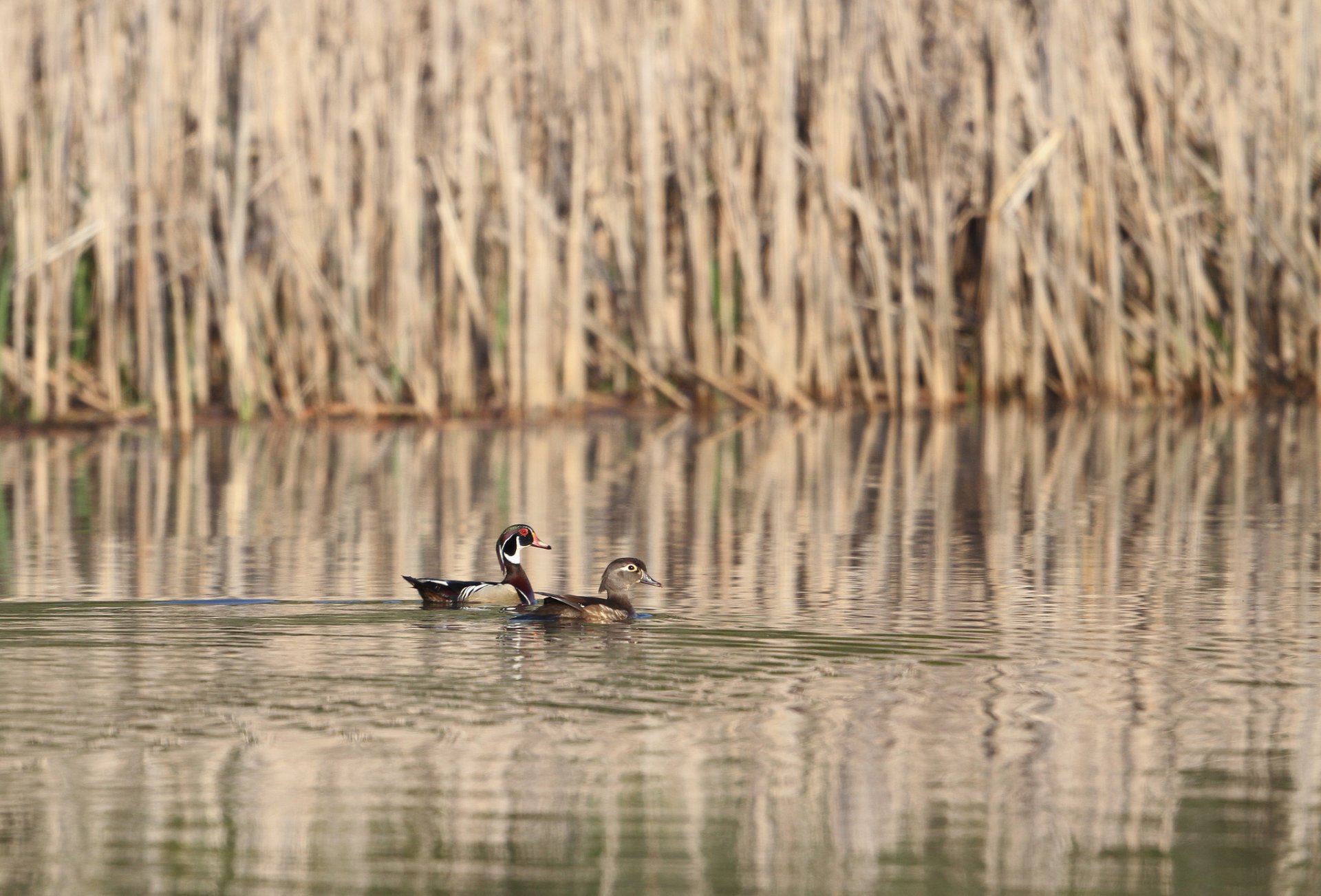 lac roseaux canards