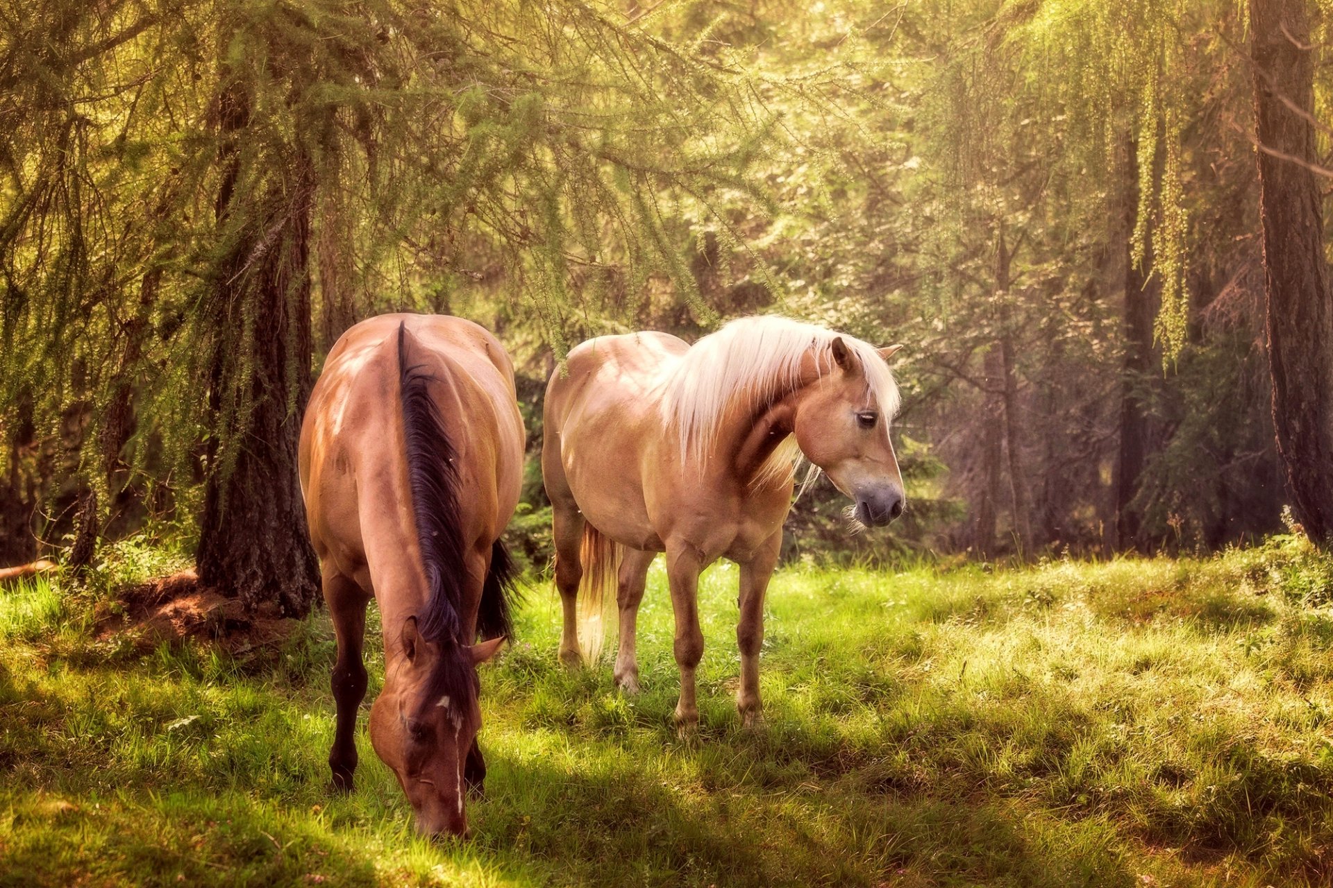 konie zwierzęta konie las trawa zieleń drzewa natura