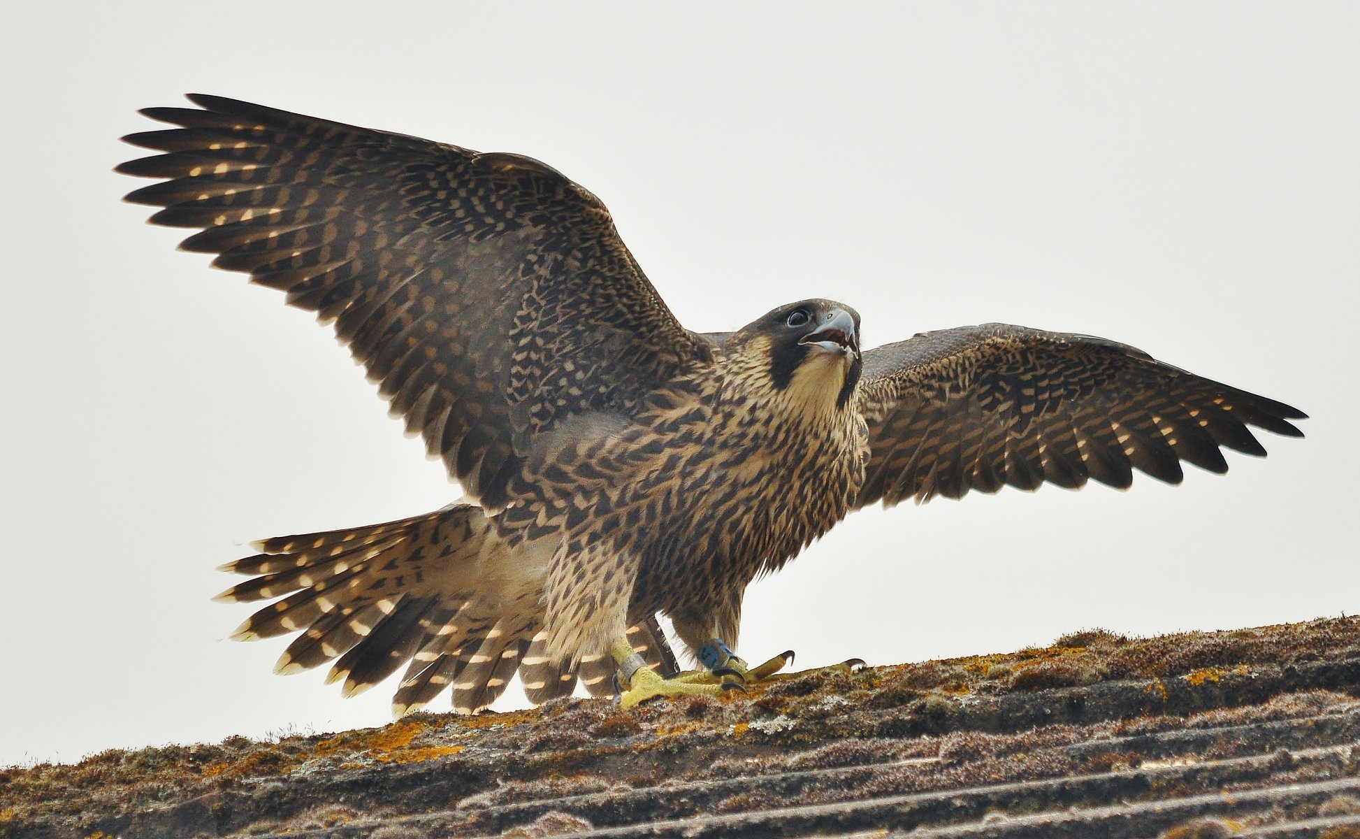 faucon pèlerin falco peregrine prédateur oiseau de famille faucon panaché ventre clair tête noire moustache noire regard aspiré recherche de proies