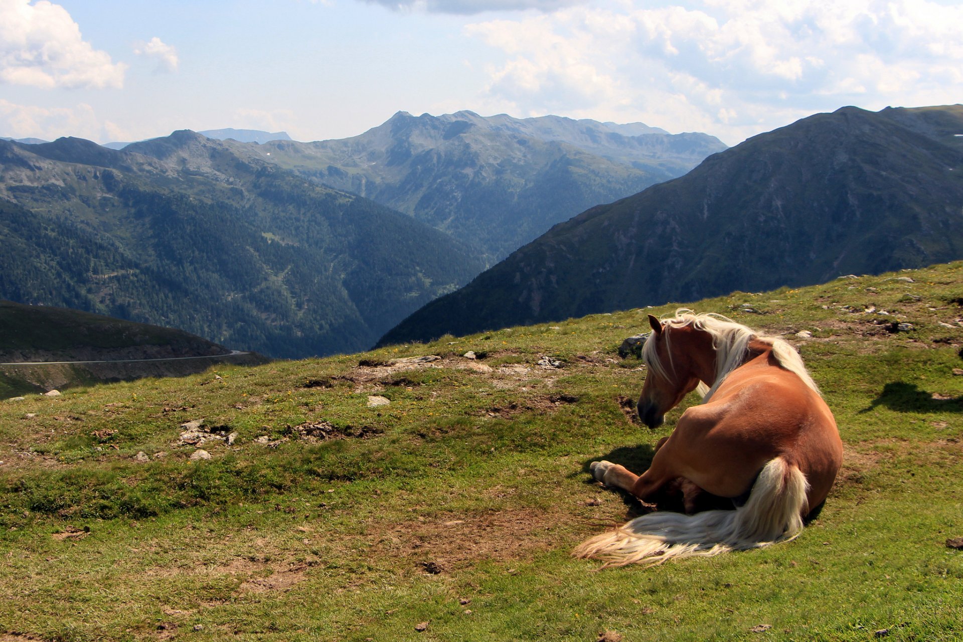 montagnes cheval été