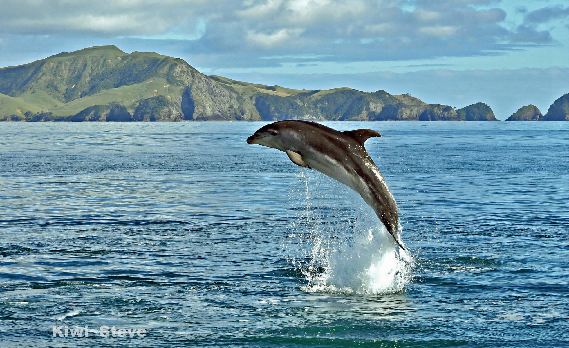 delphin meer wasser spray