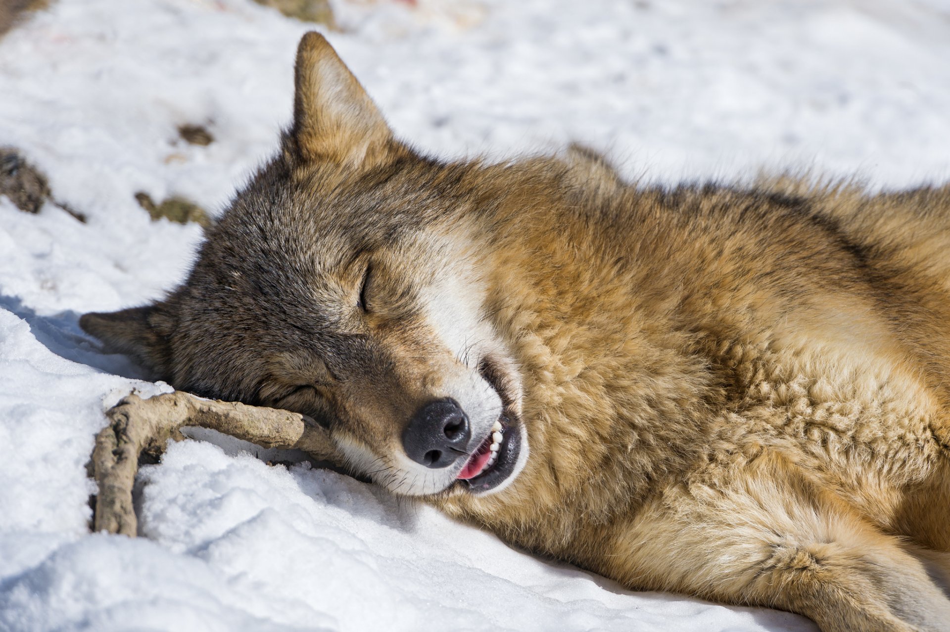 wilk śnieg zima sen śpi pysk gałąź odpoczynek ©tambako jaguar