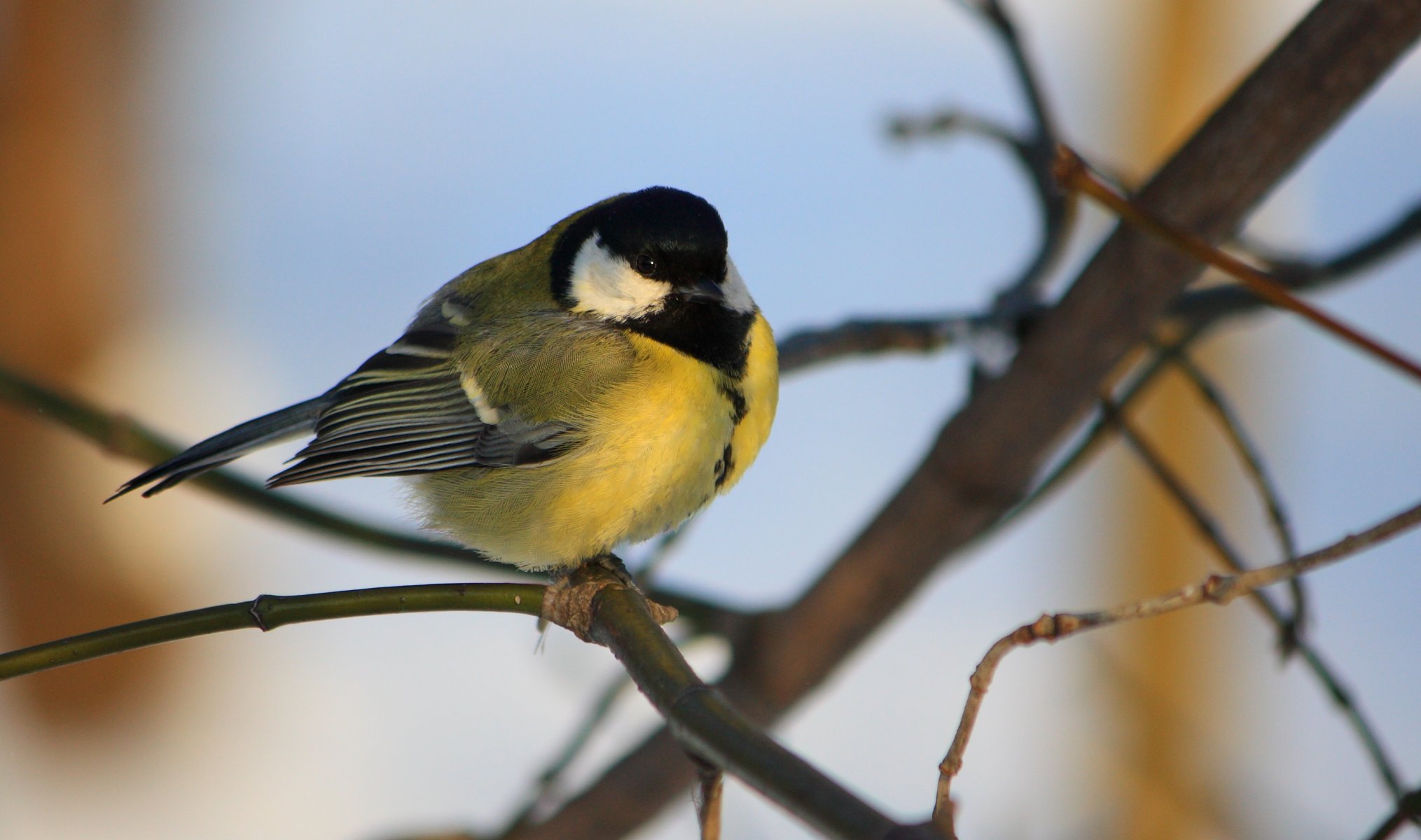 oiseau mésange branche