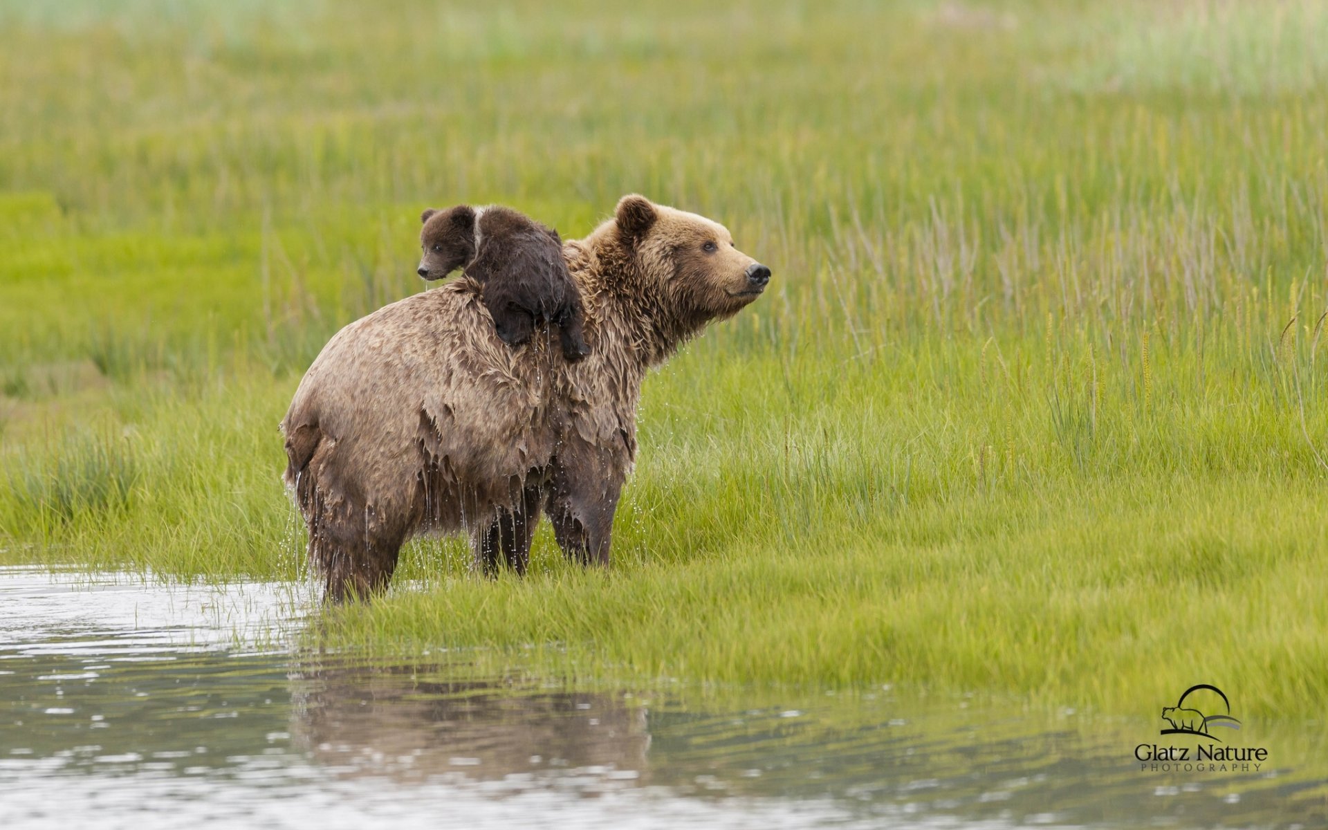 lake clark national park alaska bears dipper bear water meadow