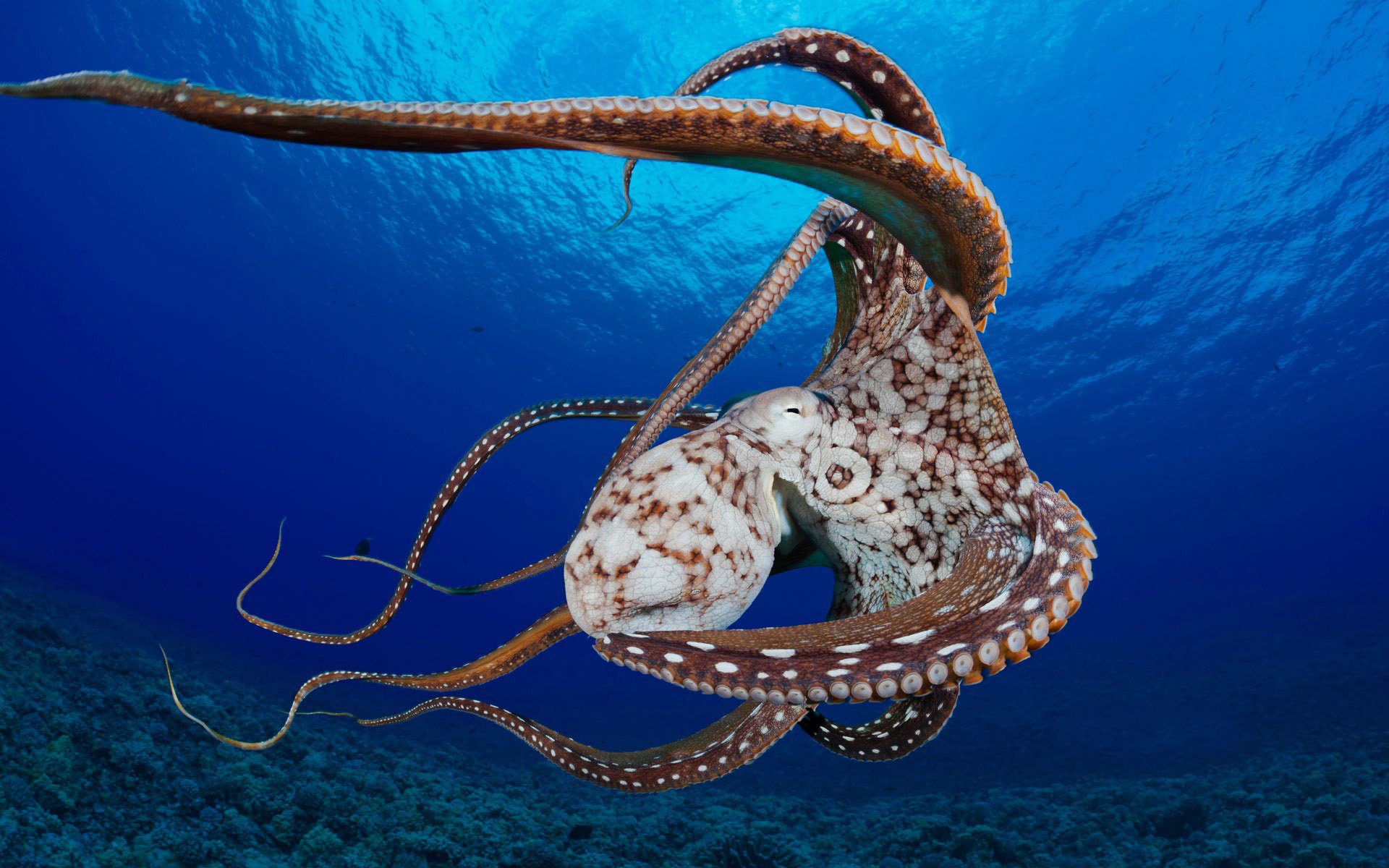 ocean coral octopus clam tentacle