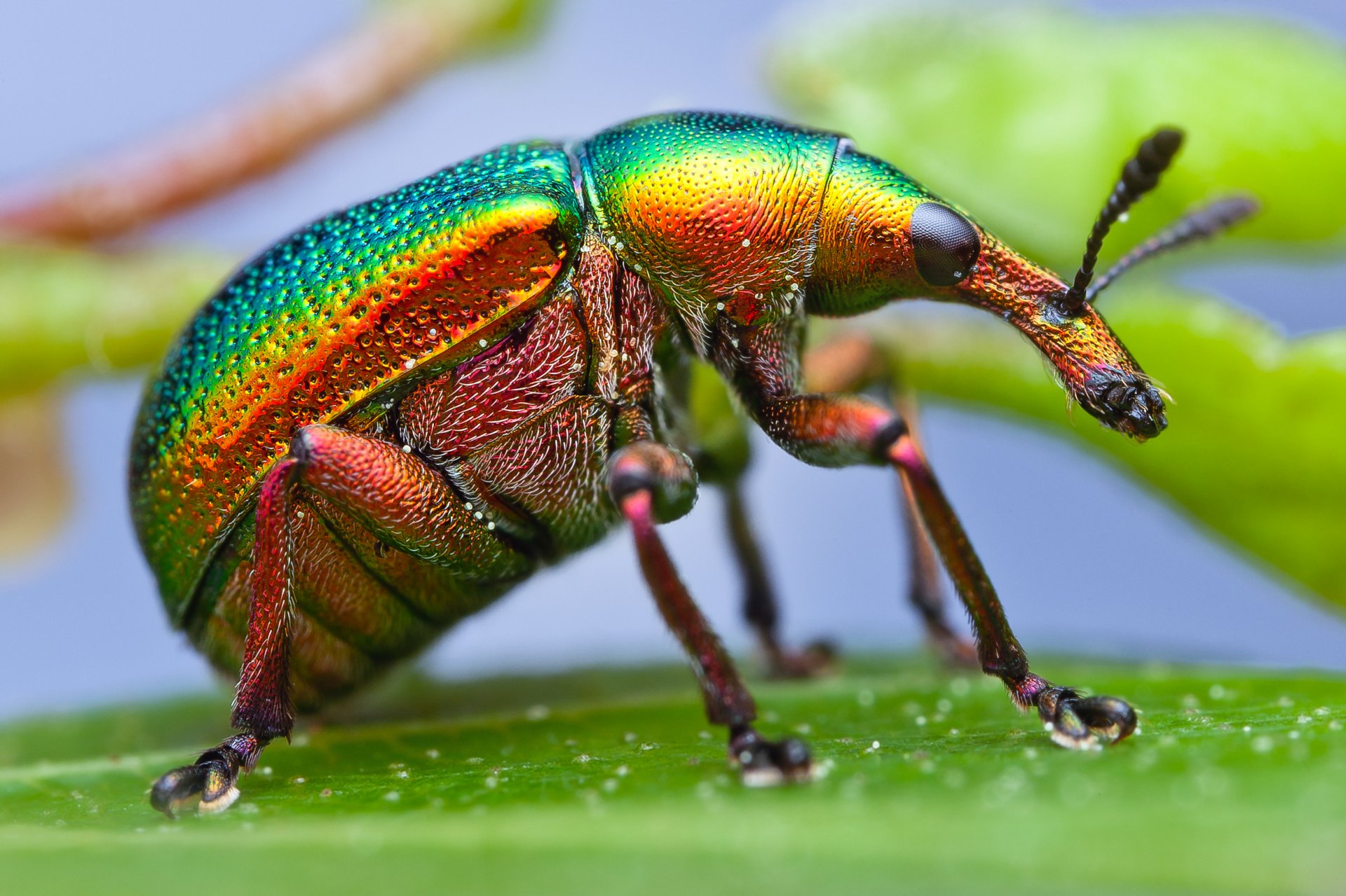 gros plan insecte coléoptère charançon peinture