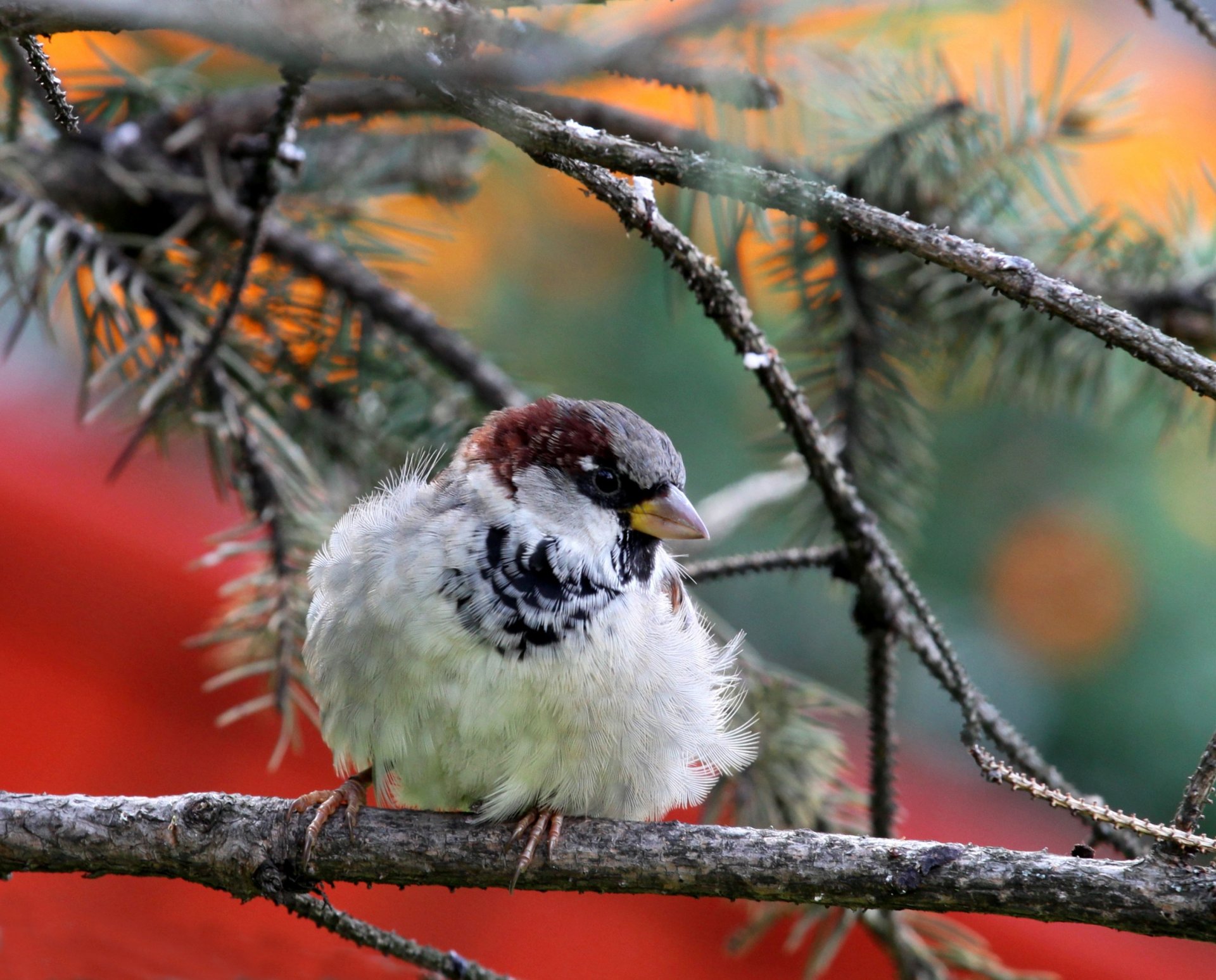 nature oiseau moineau branche aiguilles de pin