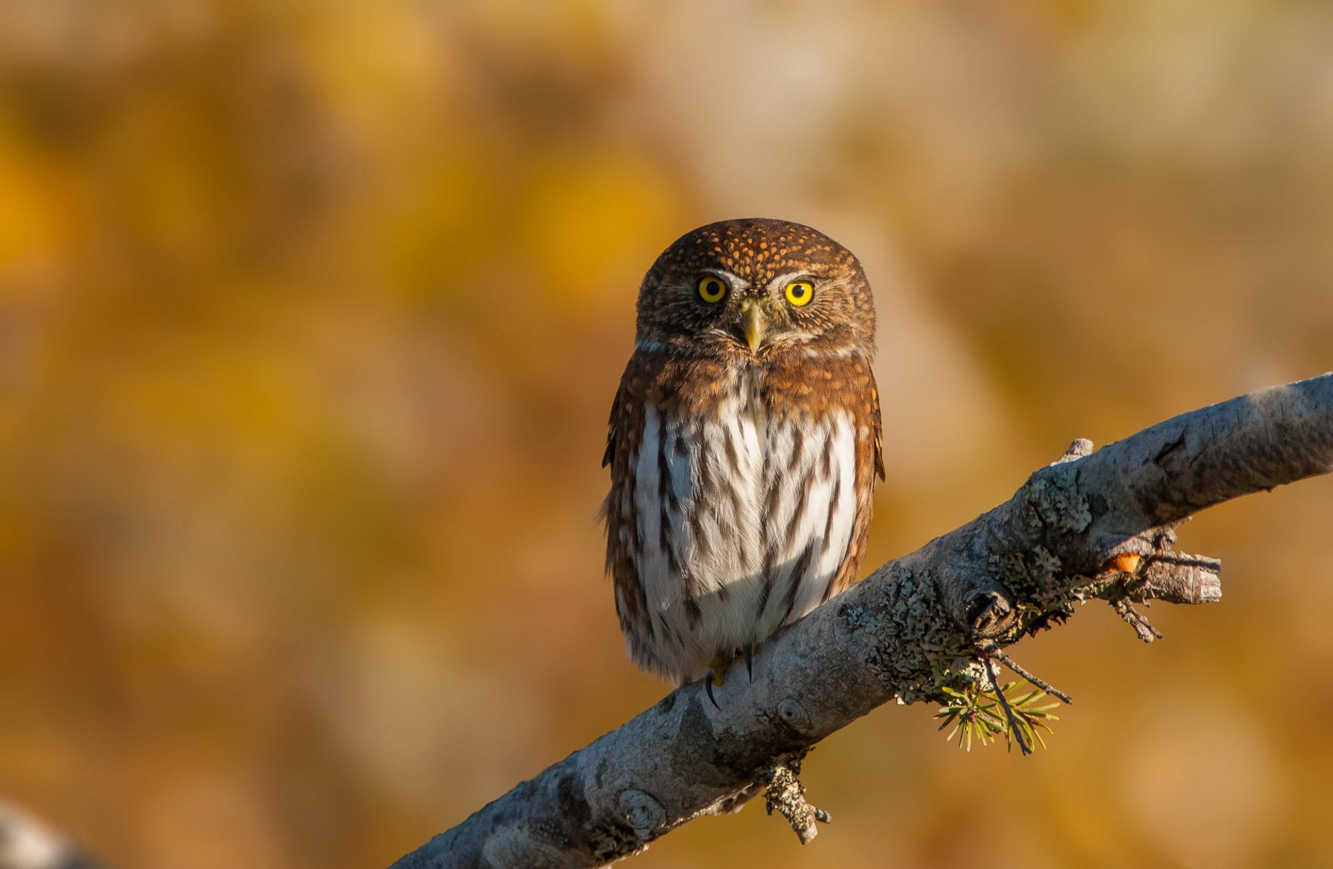 hibou moineau hibou oiseau branche nature fond