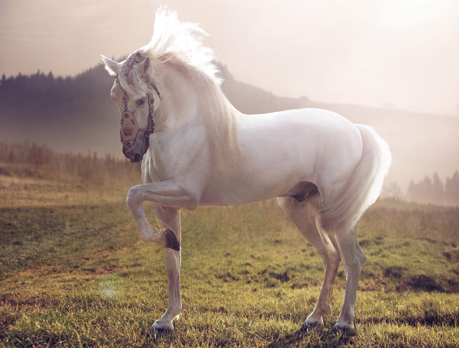 cheval cheval étalon blanc