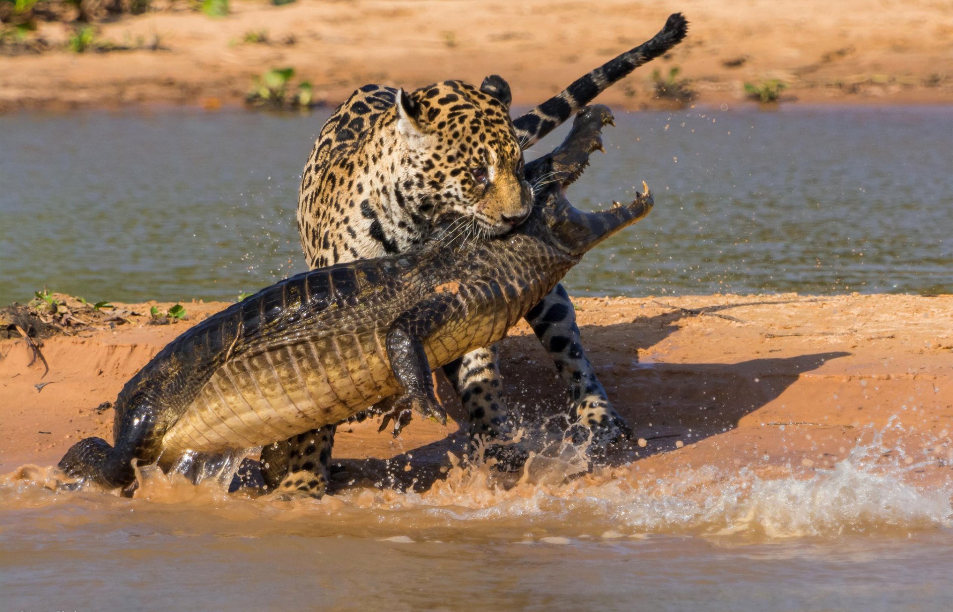 jaguar crocodile battle hunt south america