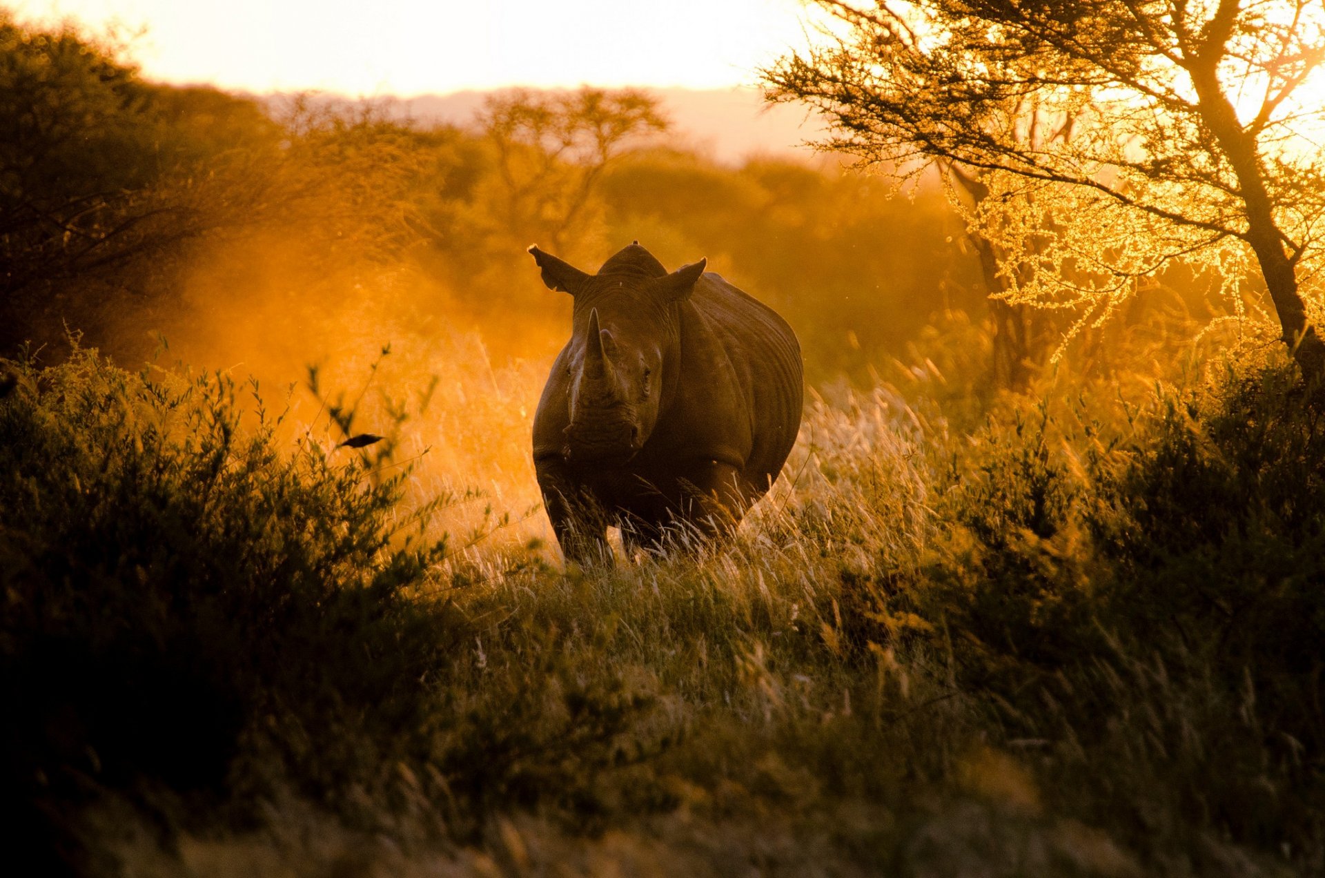 afrique coucher de soleil soleil lumière rhinocéros nature cruches craig