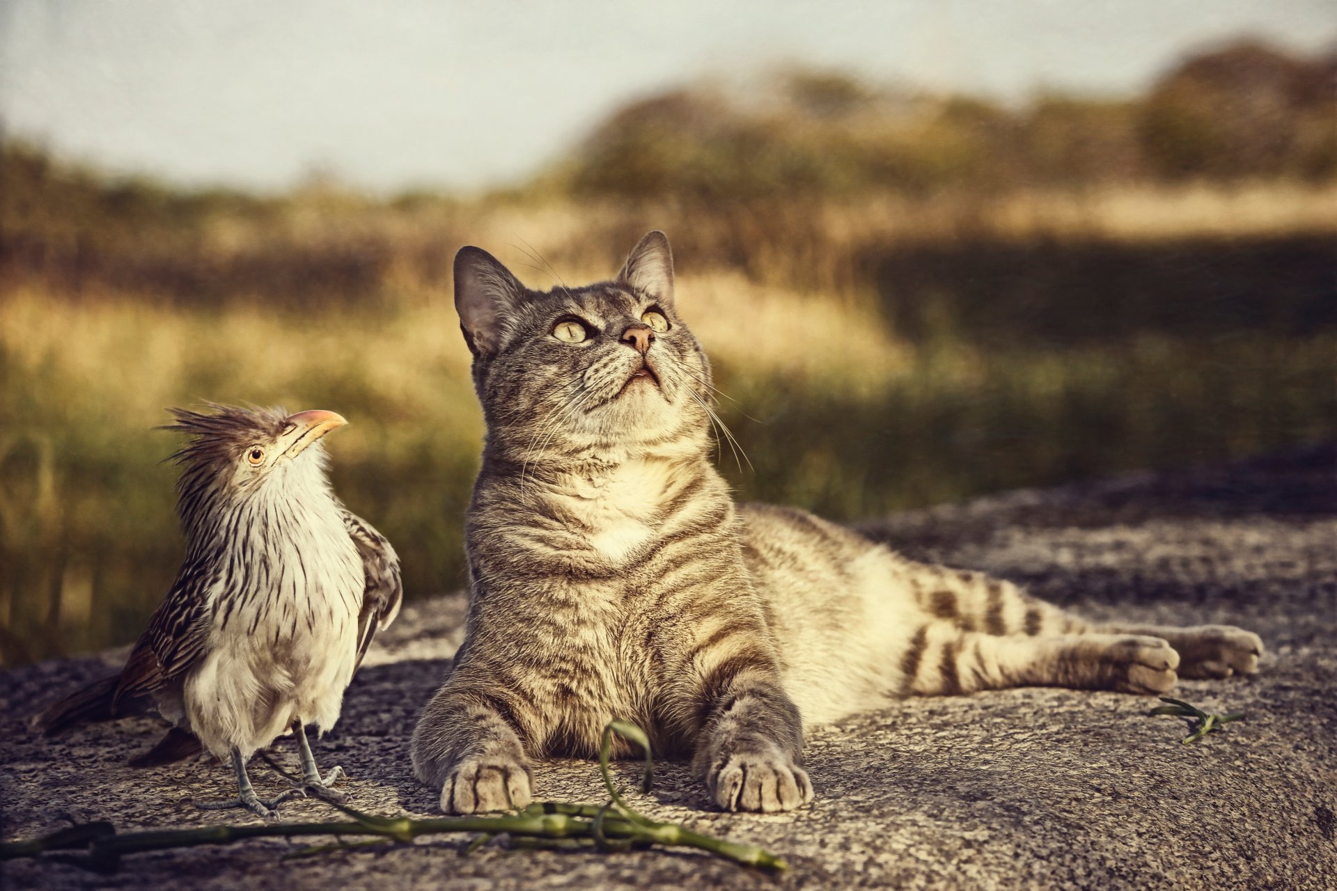 cat bird curiosity