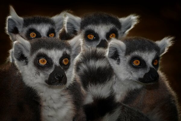 Uno stormo di lemuri con musi curiosi