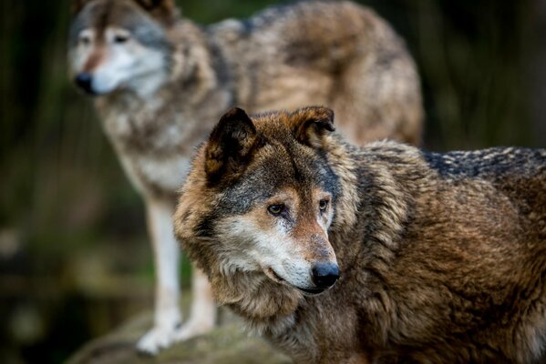 Loups sur la marche dans la nature