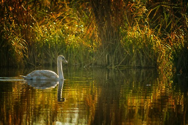 Cigno che nuota nello stagno