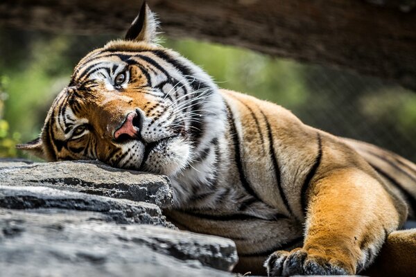 Bella vista della tigre sdraiata sulla pietra