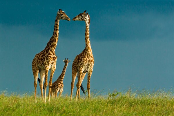 Famille de girafes dans la nature