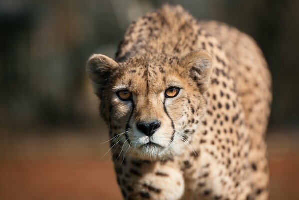 A walking cheetah with a predatory look