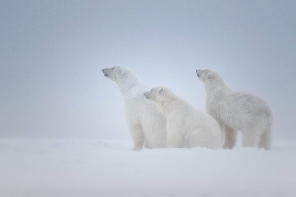 Tre orsi polari sulla neve