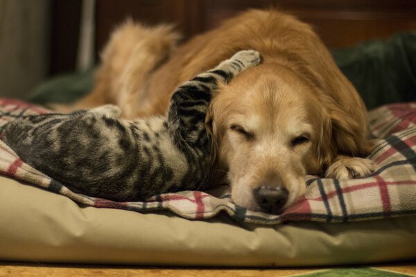 L amicizia tra cani e gatti è ancora così