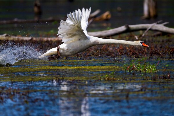 Il cigno bianco decolla dalla superficie dell acqua