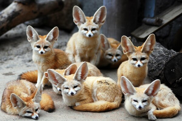 Animaux à oreilles - renards et fenki