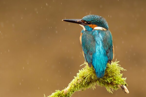 Ein Vogel mit hellblauem Gefieder sitzt am Rande eines Zweiges unter Regentropfen