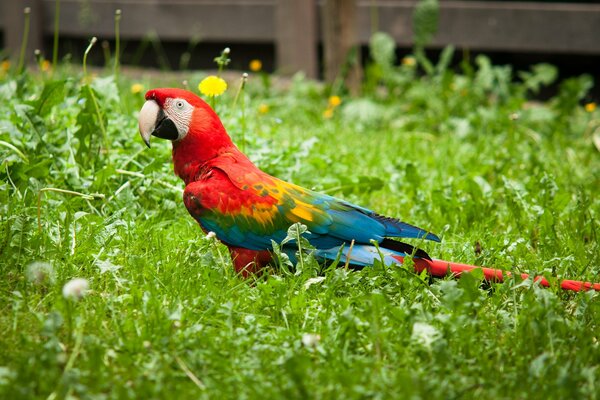 Perroquet Ara sur la pelouse