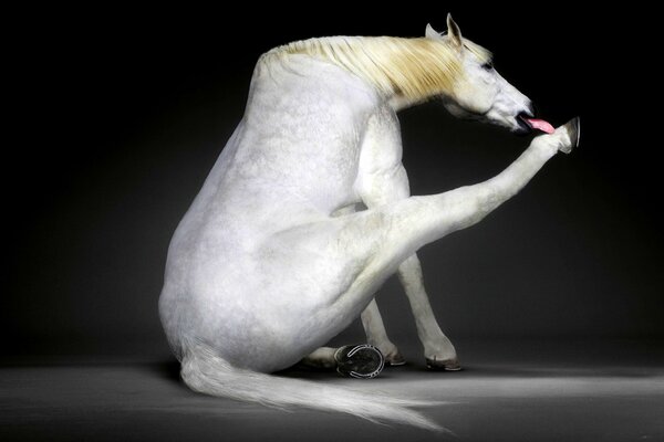 A white horse licks its hoof