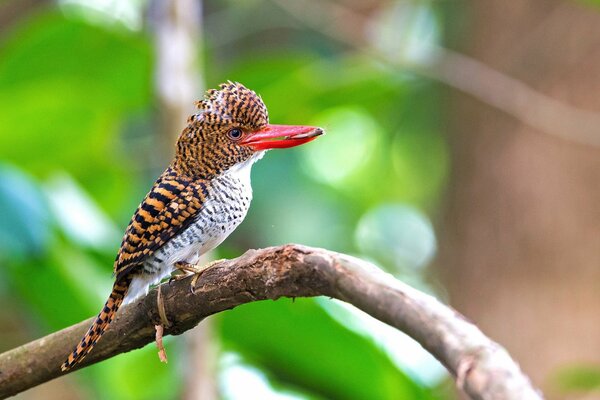 Kleiner Vogel hält Beute im Schnabel