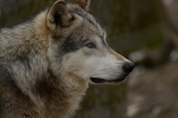 El lobo gris Mira en la distancia, el depredador de cerca