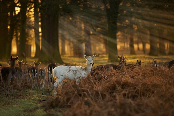 A white faun, like a white crow, among relatives