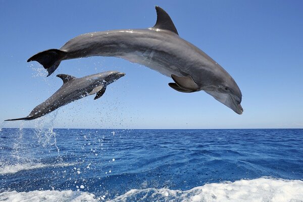 Salpicaduras de mar y delfines saltando ????