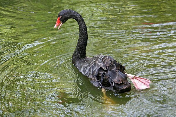 Swan with an open beak on the pond