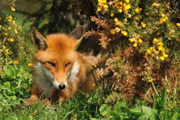 Ein schlauer Fuchs unter einem grünen Busch