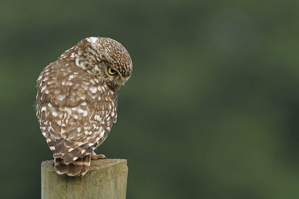 A little owl on a stump