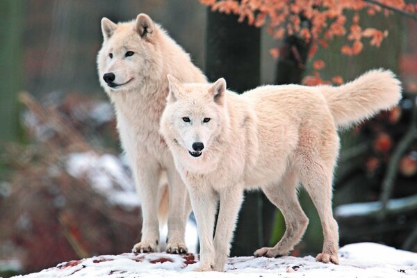 Familia de lobos blancos del Ártico