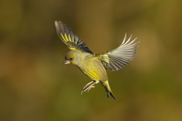 Pájaro verde agitando sus alas en vuelo