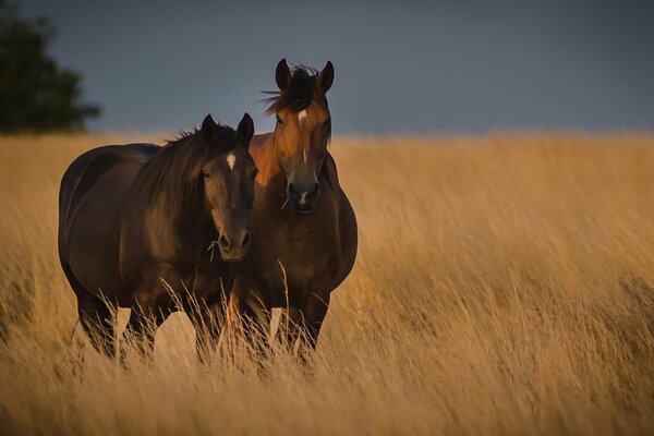 Un par de caballos en un campo de centeno